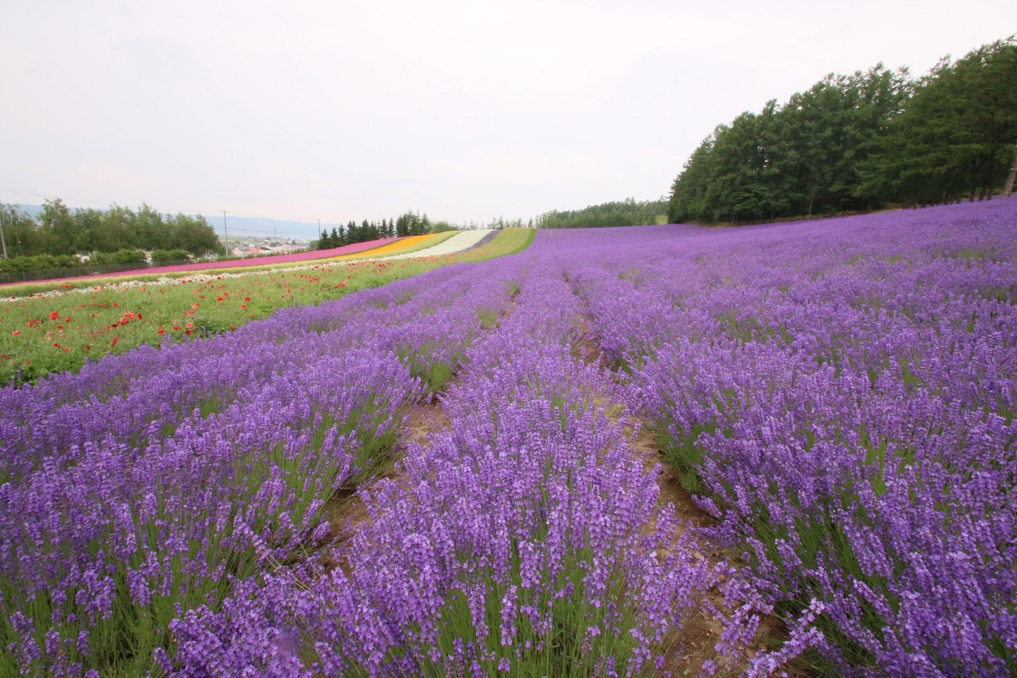 Furano Shiyuirin Hotel Kamifurano Kültér fotó